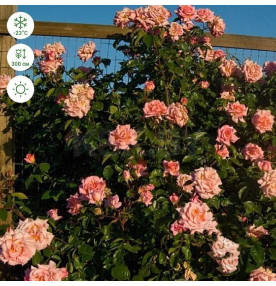 Роза Compassion плетистая/клаймбер горшок С3 (саженец) Сербия "БТ"