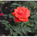 Роза Lav Story чайно-гибридная горшок С3