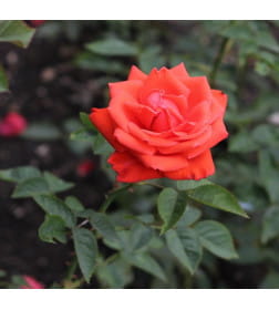 Роза Lav Story чайно-гибридная горшок С3