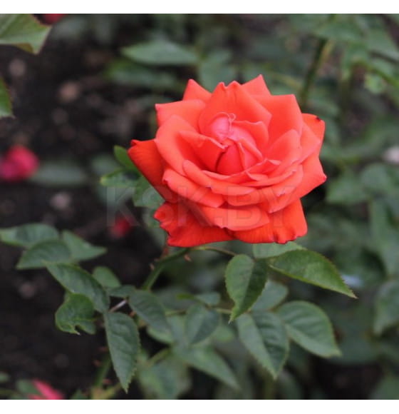 Роза Lav Story чайно-гибридная горшок С3