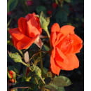 Роза Lav Story чайно-гибридная горшок С3