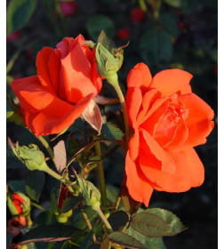 Роза Lav Story чайно-гибридная горшок С3