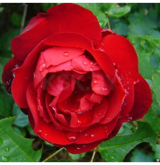 Роза Lili Marleen флорибунда горшок С3