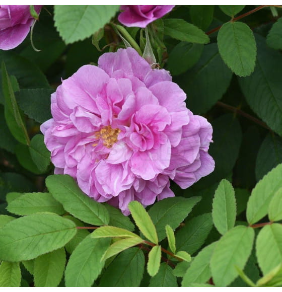 Роза парковая канадская Thérese Bugnet горшок Р9 30-40см