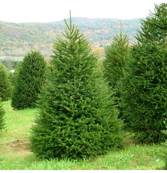 Ель Европейская живая 60-100 см, горшок С5