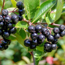 Арония сливолистная Р9 (саженнец)