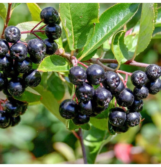 Арония сливолистная Р9 (саженнец)