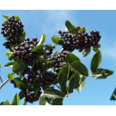 Арония сливолистная Р9 (саженнец)