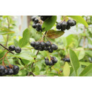 Арония сливолистная Р9 (саженнец)