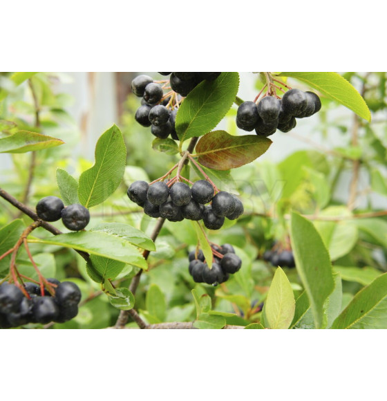 Арония сливолистная Р9 (саженнец)