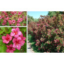 Вейгела Bristol Ruby p9 30-50 см