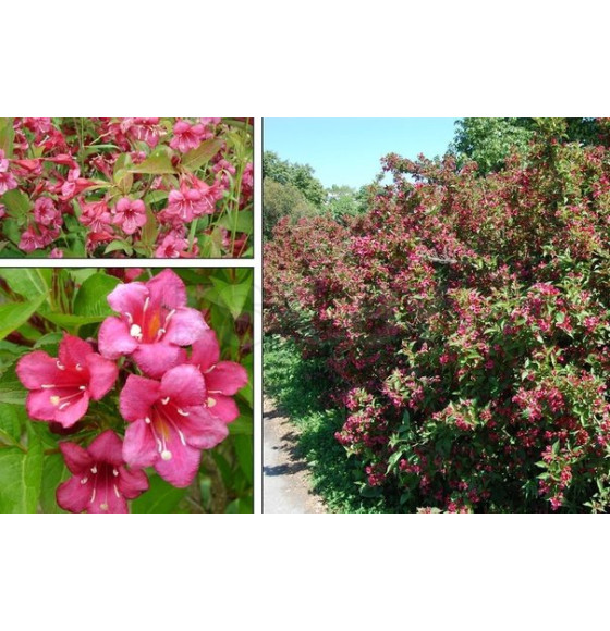 Вейгела Bristol Ruby p9 30-50 см