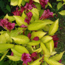 Вейгела цветущая Aurea горшок Р9 30-40 см