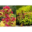 Вейгела цветущая Aurea горшок Р9 30-40 см