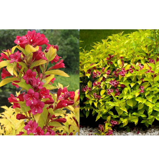 Вейгела цветущая Aurea горшок Р9 30-40 см