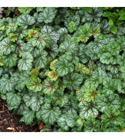 Гейхера Green Spice горшок С1 (саженец многолетника)