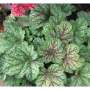 Гейхера Green Spice горшок С1 (саженец многолетника)