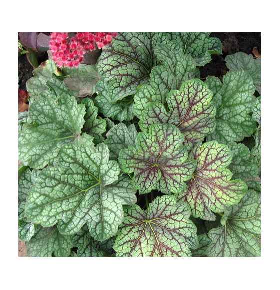 Гейхера Green Spice горшок С1 (саженец многолетника)