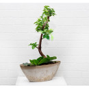 Кашпо МИКРИТ овальное 3,4л - бежевый слайн М 3109 (М 3109) 