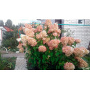 Гортензия метельчатая Grandiflora горшок С5 (саженец)