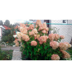 Гортензия метельчатая Grandiflora горшок С5 (саженец)