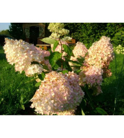 Гортензия метельчатая Grandiflora горшок С5 (саженец)