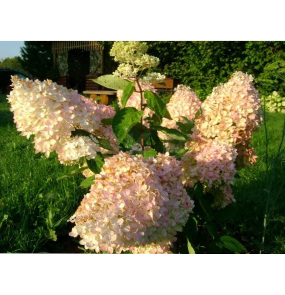 Гортензия метельчатая Grandiflora горшок С5 (саженец)