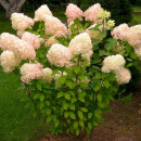 Гортензия метельчатая Grandiflora горшок С5 (саженец)