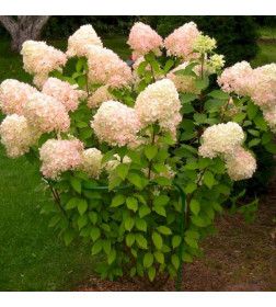 Гортензия метельчатая Grandiflora горшок С5 (саженец)