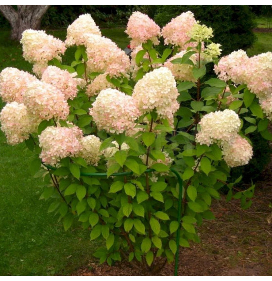 Гортензия метельчатая Grandiflora горшок С5 (саженец)