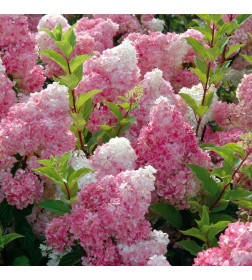 Гортензия метельчатая Vanilla Fraise горшок Р9 20-40см