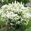 Дейция шершавая Candidisima горшок P9 20-40см