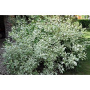Дерен белый Argenteomarginata горшок Р9 40-60см
