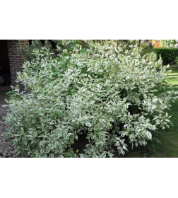 Дерен белый Argenteomarginata горшок Р9 40-60см
