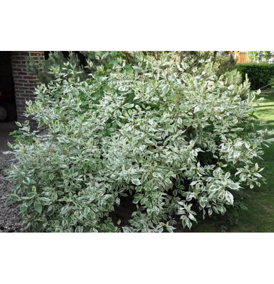 Дерен белый Argenteomarginata горшок Р9 40-60см
