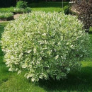 Дёрен белый Elegantissima р9 30-60 см