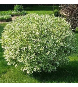 Дёрен белый Elegantissima р9 30-60 см