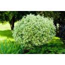 Дёрен белый Elegantissima р9 30-60 см