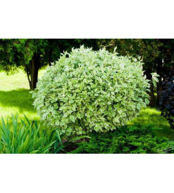 Дёрен белый Elegantissima р9 30-60 см
