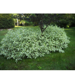 Дёрен белый Elegantissima р9 30-60 см