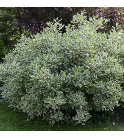 Дёрен белый Elegantissima р9 30-60 см