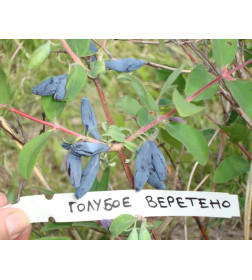 Жимолость съедобная Голубое веретено р9 20-40 см
