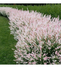 Ива Hakuro Nishiki p9 35-55 см