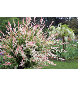 Ива Hakuro Nishiki p9 35-55 см