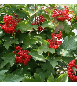 Калина обыкновенная С2 20-40см