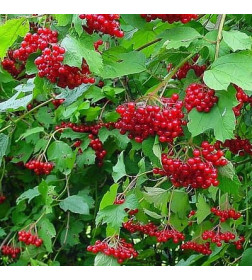 Калина обыкновенная С2 20-40см
