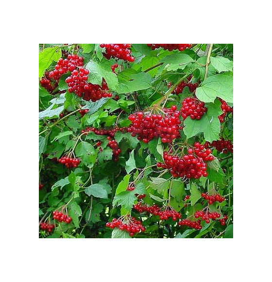 Калина обыкновенная С2 20-40см