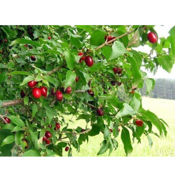 Кизил обыкновенный p9, 10-20 см