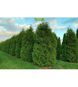 Туя западная Brabant горшок С2  50-70см Debskie А