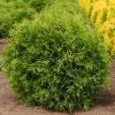 Туя западная Woodwardii горшок С1.5